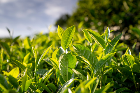 Green tea