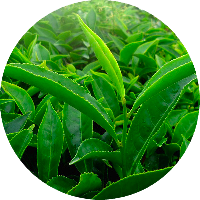 Green tea