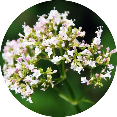 Valerian