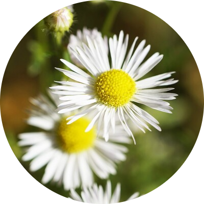 Canadian fleabane