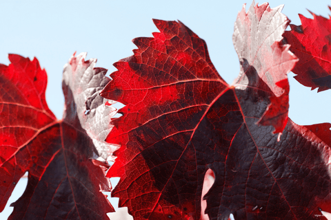 VIGNE ROUGE