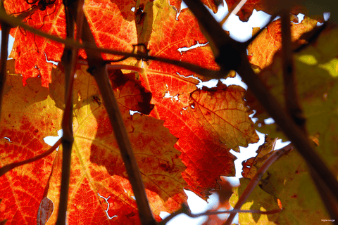 VIGNE ROUGE