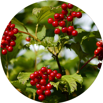 Viburnum