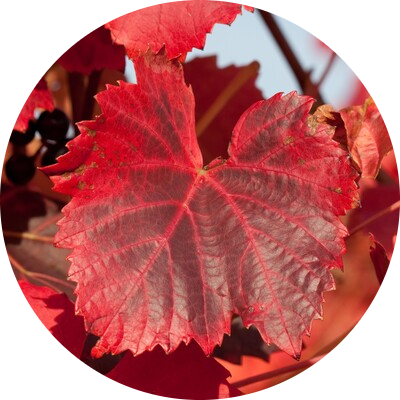 Red vine