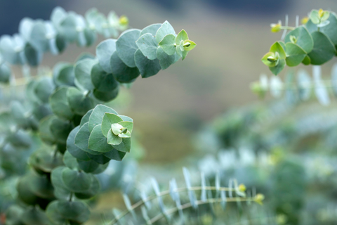 eucalyptus