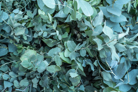 eucalyptus