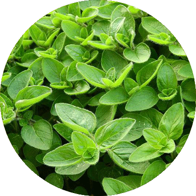 Marjoram