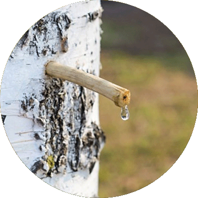 Birch sap